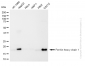 KD-Validated Anti-Ferritin heavy chain 1 Rabbit Monoclonal Antibody